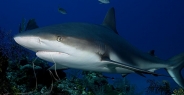 shark_caribbean_bc1_jar_h_0079_cub1824.jpg